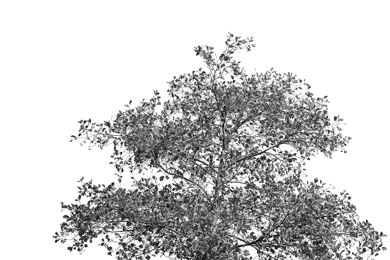 Tree Style 1
