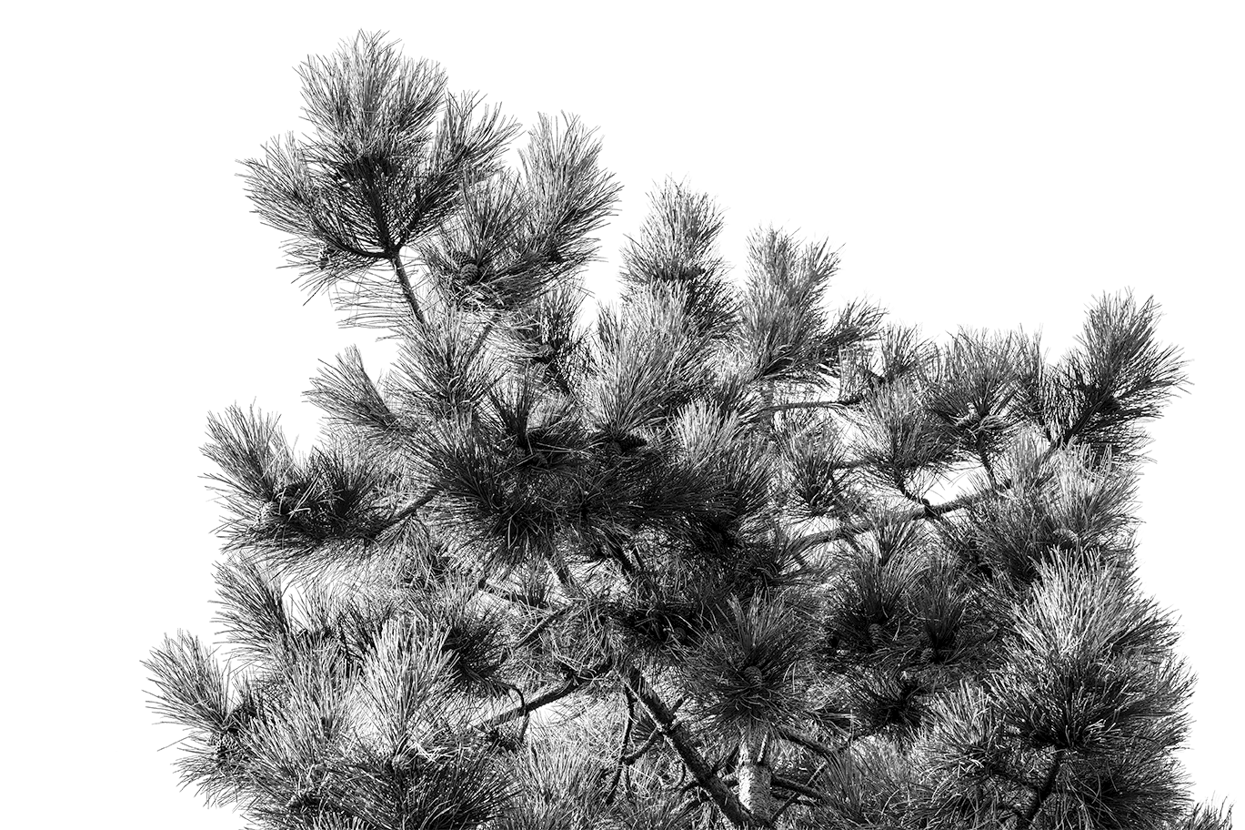 Tree Style 4
